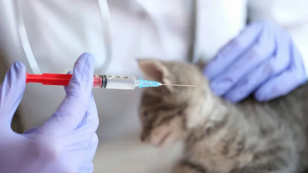 Close-up of woman veterinarian making injection to little gray kitten. Medical examination of cat in vet clinic and veterinary medicine concept