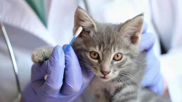 Kulak Çubuğuyla Kedi Kulakları Inceleyen Kadın Veteriner Veteriner Kliniğinde Kedinin — Stok fotoğraf