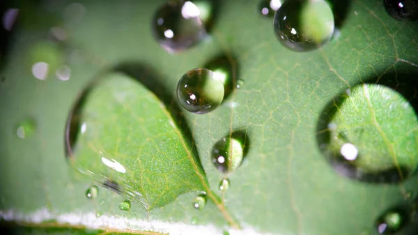 叶和水的滴滴细节和晨露概念 — 图库照片