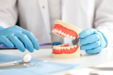 İnsan çenesi ve diş fırçası olan dişçi elleri. Oral bakım kavramı