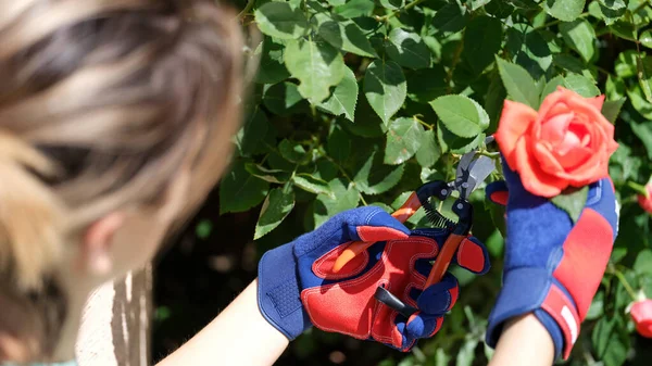 Woman cuts rose with scissors in summer garden. Gardener cuts wilted flowers with secateurs