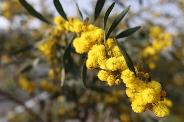 フィールドにミモザの花の黄色のボール 美しい黄色の花のコンセプト — ストック写真