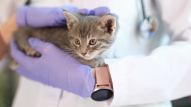 Klinikteki veteriner randevusundaki şirin kedi yavrusu. Hayvanlar için doktor hizmetleri.