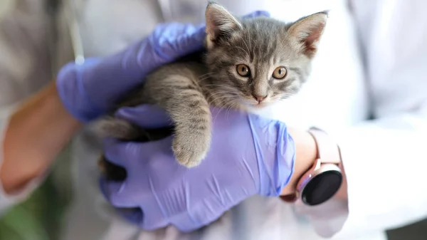 Close Female Doctor Veterinarian Holding Small Kitten Hands Medical Examination — Stockfoto