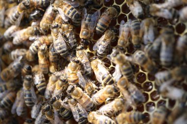 Close-up honeycomb frame with bee family, honey and bees. Beekeeping and harvesting honey concept