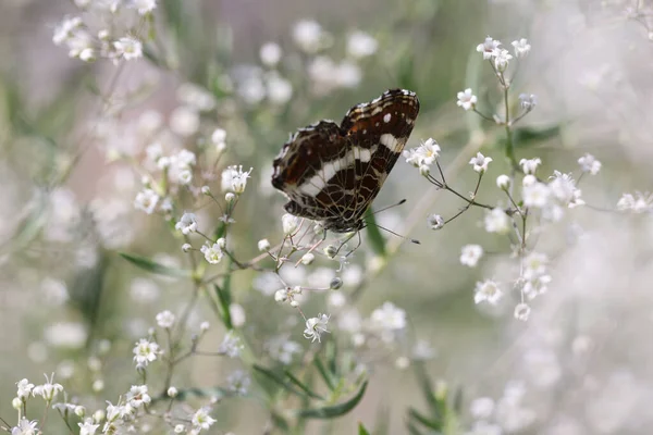 美丽的蝴蝶在田野里的夏日白花上的特写 弗里德里希 阿格劳利斯 凡尼莱具有昆虫概念的植物植物授粉 — 图库照片
