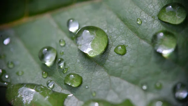 Close Crystal Clear Dew Rain Drops Green Leaf Drops Water — Stock Photo, Image
