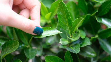 Yeşil taze çay yapraklarına dokunan kadın elinin yakın çekimi. Doğal arka plan. Çiftçilik kavramı