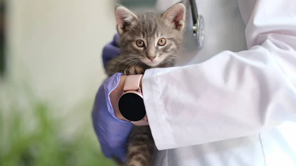 Close Female Veterinarian Holding Small Gray Kitten Hands Medical Examination — Stockfoto