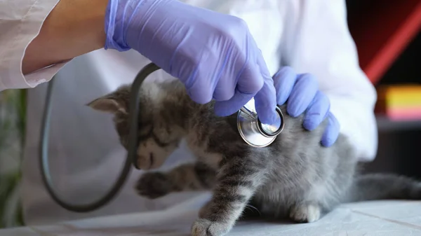Detailní Záběr Ženského Veterináře Vyšetřujícího Koťátko Lékařským Stetoskopem Lékařské Vyšetření — Stock fotografie