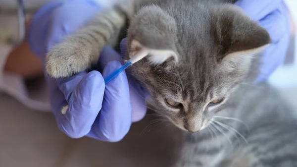 Close-up of veterinarian examining little grey cat ears with ear stick. Medical examination of cat in vet clinic. Veterinary medicine concept