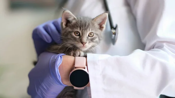 Close Doctor Veterinarian Holding Little Kitten Hands Medical Examination Cat — Stockfoto