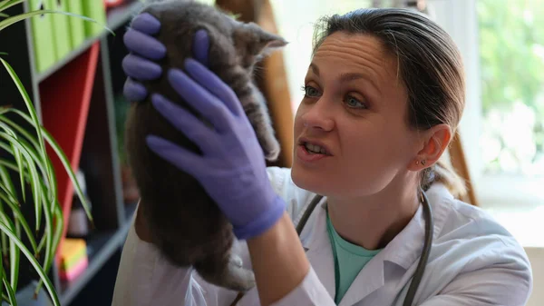 Close Veterinarian Holding Little Gray Kitten Hands Medical Examination Checkup — Stockfoto