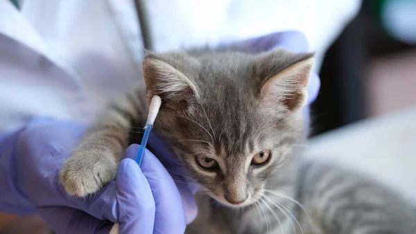 Close Woman Veterinarian Doctor Examining Kitten Ears Ear Stick Medical — Stockfoto