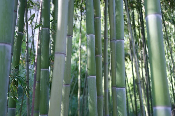 Close Natural Green Bamboo Grove Forest Wallpaper Background Popular Tourists — 图库照片