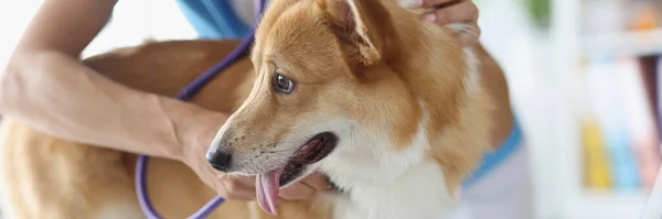 Veterinären Lyssnar Med Ett Stetoskop Corgi Hund Närbild Suddig Veterinärkontroller — Stockfoto