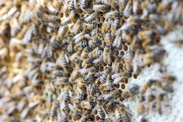 Close-up honeycomb frame with bee family, swarm of bees gathering nectar. Beekeeping and harvesting honey concept