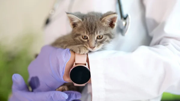 Close Woman Veterinarian Holding Little Kitten Hands Medical Examination Cat — Stockfoto