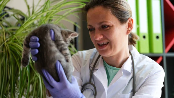 Close Cheerful Female Veterinarian Holding Cute Grey Kitten Medical Examination — Stockfoto