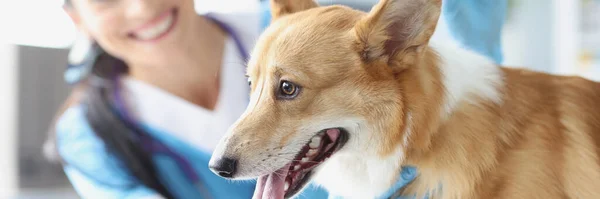 Médico Veterinário Com Cão Está Segurar Seringa Com Vacina Conceito — Fotografia de Stock