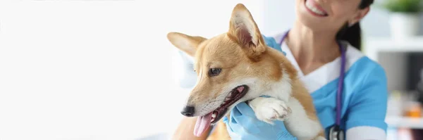 Glimlachende Vrouwelijke Dierenarts Houdt Hond Veterinaire Kliniek Kwaliteitsbehandeling Verzorging Van — Stockfoto