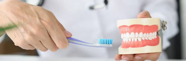 Dentist is holding jaw and toothbrush. Hygiene and oral care concept