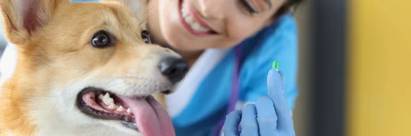 Tierarzt Mit Hund Hält Medikament Der Hand Wege Zur Korrekten — Stockfoto