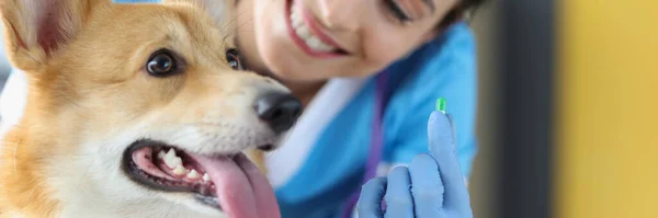 Vétérinaire Avec Chien Tient Comprimé Médical Façons Prendre Des Médicaments — Photo