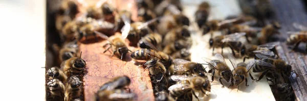 Bee farm in the apiary collects pollen closeup. Beekeeping and bee breeding concept