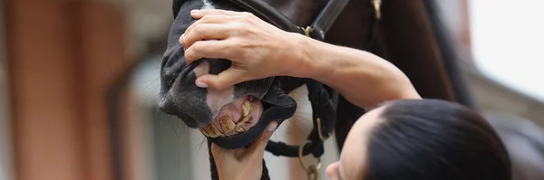 Veterinarian diagnoses horse teeth and jaw. Oral care in animals concept