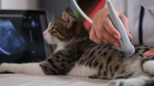 Manuell Veterinär Gör Ultraljudsundersökning Katt Undersökning Inre Organ Hos Djur — Stockfoto