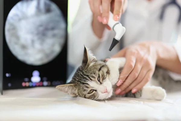 Examination of cat ear in veterinary clinic. Diagnosis of animal ear diseases concept