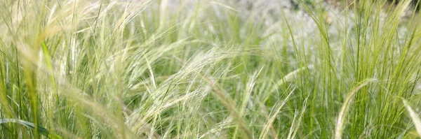 Wheat Moving Wind Sunny Day Field Green Field Concept — ストック写真