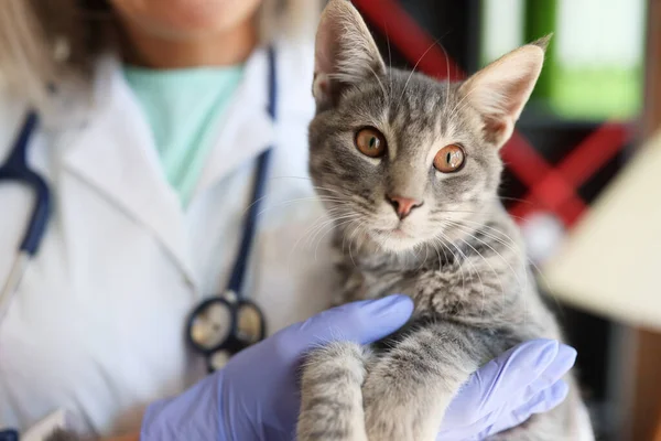 Veterinärhänder Håller Vacker Katt Veterinärkliniken Sjukvård För Djur Terapeutiska Tjänster — Stockfoto