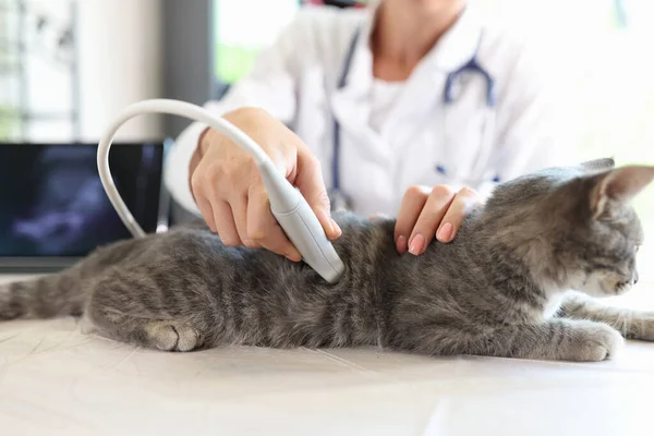 Veterinären Gör Ultraljudsundersökning Katt Närbild — Stockfoto