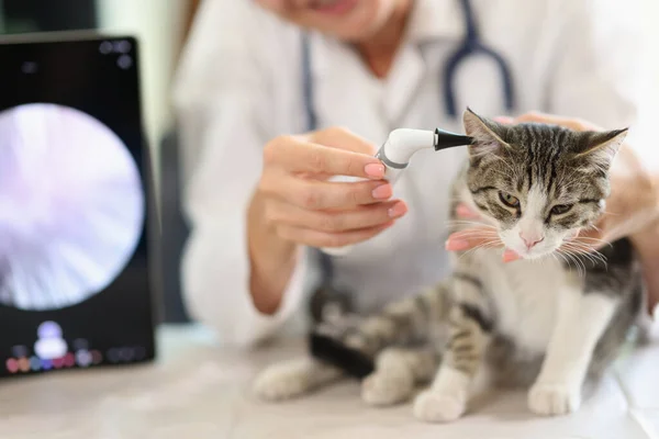 Onderzoek Van Kattenoor Dierenkliniek Met Behulp Van Een Otoscoop Problemen — Stockfoto