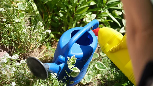 Woman pours liquid mineral fertilizer into watering can for garden plants. Garden care concept