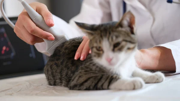 Ветеринари Проводять Ультразвукове Обстеження Домашньої Кішки Ветеринарні Послуги Медична Експертиза — стокове фото