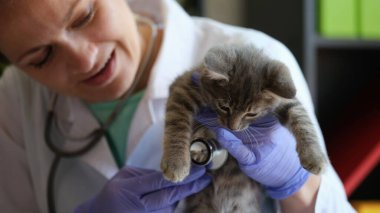 Gülümseyen bayan veteriner, kedi yavrusunu steteskopla inceliyor. Veteriner ofisinde kedinin tıbbi muayenesi ve veterinerlik konsepti