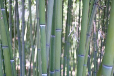 Yeşil bambu korusuna ya da Hint kamışı duvar kağıdı arka planına yakın plan. Turistler için popüler eğlence konsepti