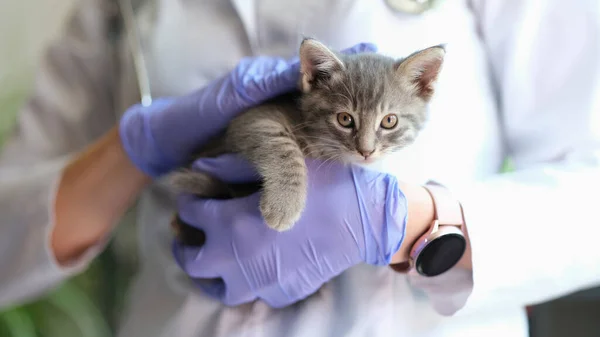 手に灰色の縞模様の子猫を持つ女性獣医師のクローズアップ 獣医診療所での猫の健康診断 獣医学の概念 — ストック写真