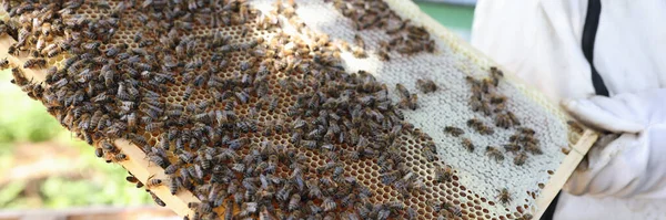 Imker Hält Waben Mit Frischem Honig Mann Inspiziert Bienenpollen Bienenhaus — Stockfoto