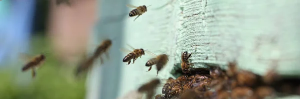 Bee Collects Nectar Bee Hive Beekeeping Healthy Bee Breeding Concept —  Fotos de Stock