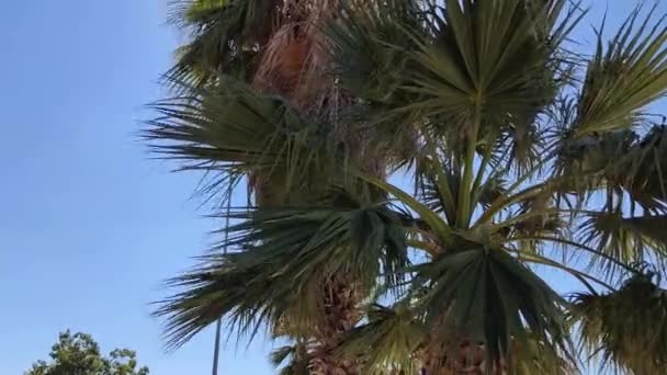 Zielona Palma Tle Niebieskiego Nieba Widok Palmy Kokosowej Przeciwko Niebu — Wideo stockowe