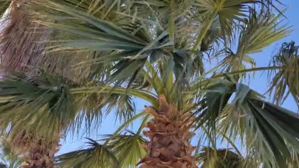 하늘에 야자수 하늘에 야자수의 해변에서 햇볕에 흔들리며 바람에 나부끼는 의나무 — 비디오