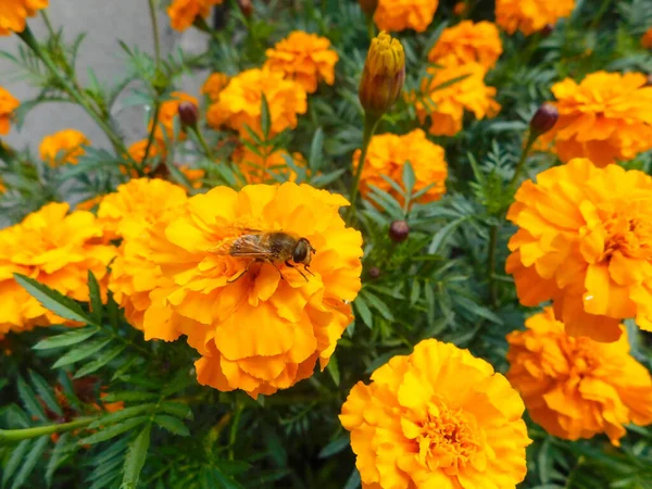 Pszczoła zbiera nektar siedząc na pomarańczowym nagietku. — Zdjęcie stockowe