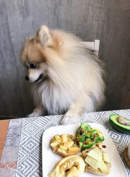 ポメラニアの犬は 朝の食べ物や軽食とテーブルの上に孤独な座っている — ストック写真