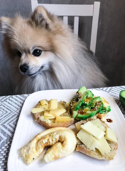 ポメラニアの犬は 朝の食べ物や軽食とテーブルの上に孤独な座っている — ストック写真