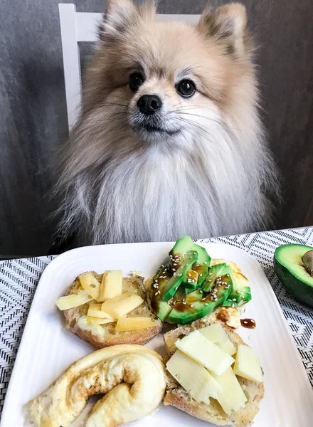 Pomeranian Σκυλί Κάθεται Μόνος Στο Τραπέζι Φαγητό Και Σνακ Την — Φωτογραφία Αρχείου