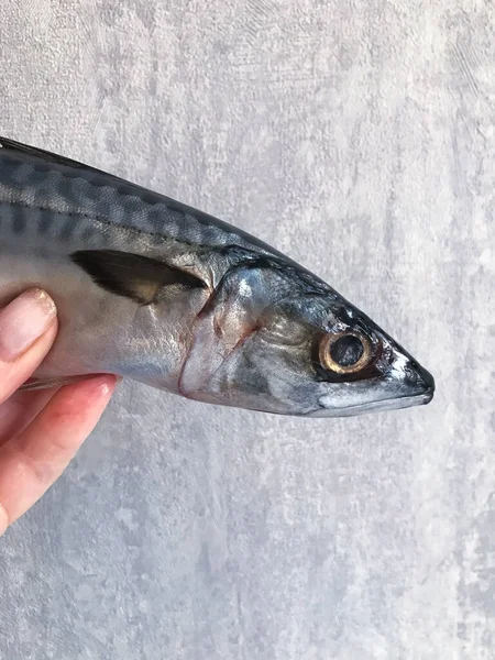 Pulito Pronto Cucinare Pesce Fresco Sugarello Istavrit Pesce — Foto Stock